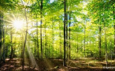 Welche Steuern fallen beim Waldverkauf an?